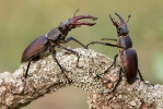 Lucanus cervus