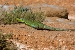 Lucertola ocellata