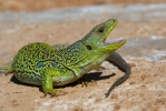 Lucertola ocellata