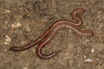 Lumbricus terrestris