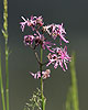 Lychnis fleur de coucou