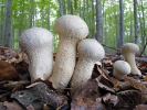 Lycoperdon perlatum