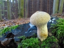 Lycoperdon perlatum