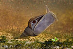Lymnaea stagnalis