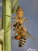 Lynx Spider