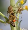 Lynx Spider