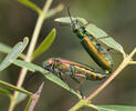 Lytta vesicatoria