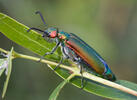 Lytta vesicatoria