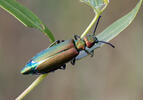 Lytta vesicatoria