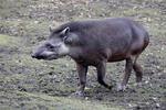 Lợn vòi Nam Mỹ