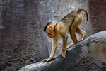 Macaque à queue de cochon