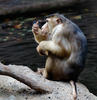 Macaque à queue de cochon