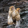 Macaque berbère