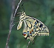 Machaon papillon