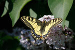 Machaon papillon