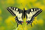 Machaon papillon