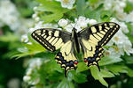 Machaon papillon