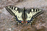 Machaon papillon