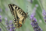 Machaon papillon