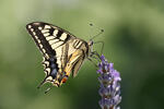 Machaon papillon