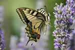 Machaon papillon