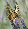 Machaon papillon