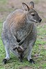 Macropus rufogriseus