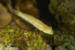 Maiden Goby