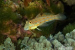 Maiden Goby