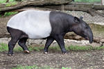 Malayan Tapir