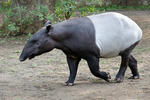 Malayan Tapir