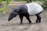 Malayan Tapir