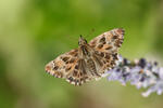 Mallow Skipper