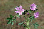 Malva major