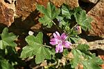 Malva major