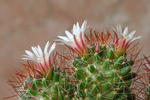 Mammillaria sp.