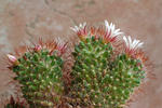 Mammillaria sp.