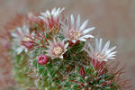 Mammillaria sp.