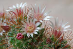 Mammillaria sp.