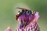 Mammoth Wasp