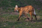 Maned Wolf