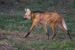 Maned Wolf