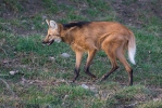 Maned Wolf