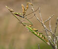 Mantis palo