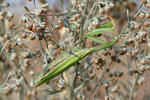 mantis religiosa