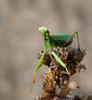 Mantis religiosa