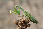 mantis religiosa