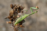 mantis religiosa