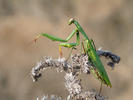 Mantis religiosa