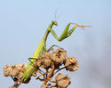 mantis religiosa